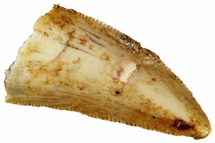 Serrated Raptor Tooth - Real Dinosaur Tooth #299673